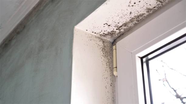 Best Mold Remediation for Schools in Salyersville, KY