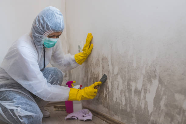 Best Mold Remediation for Specific Building Types in Salyersville, KY