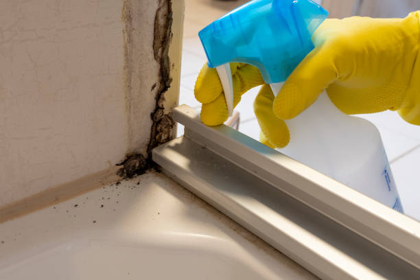 Best Basement Mold Remediation in Salyersville, KY