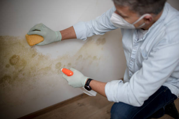 Best DIY Mold Remediation Support Services in Salyersville, KY
