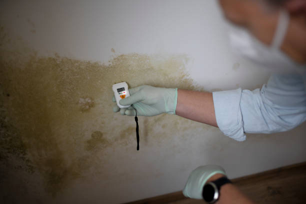Best Health and Safety Mold Remediation in Salyersville, KY