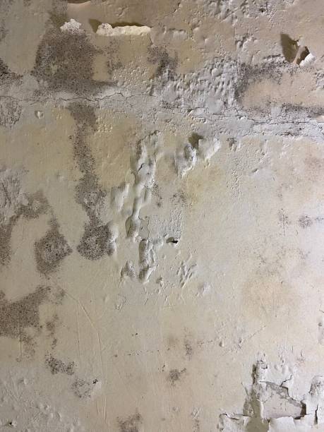 Best Residential Mold Remediation in Salyersville, KY