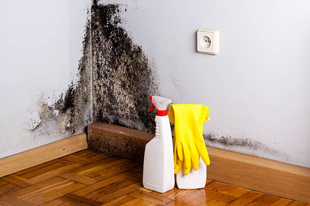 Best Emergency Mold Remediation in Salyersville, KY