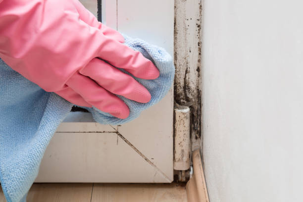Best Black Mold Remediation in Salyersville, KY