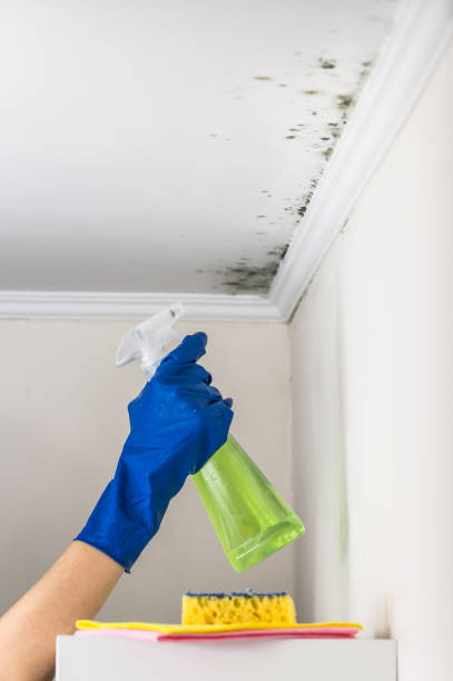 Best Insurance-Related Mold Remediation in Salyersville, KY