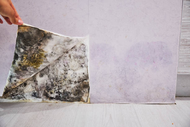 Best Kitchen Mold Remediation in Salyersville, KY